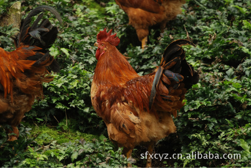 高山生态鸡 宫廷凤凰鸡