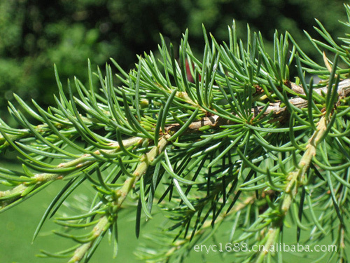 cedarwoodhimalayanoil喜马拉雅雪松精油批发呼吸系统好帮手