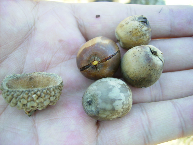 橡子,柞树橡子,秋天我有大货