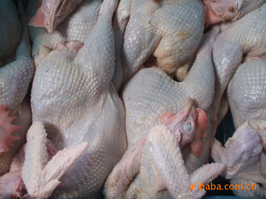 我厂常年供应肉鸡,种鸡,蛋鸡的白条鸡和各种分割鸡产品,品质优良,欢迎