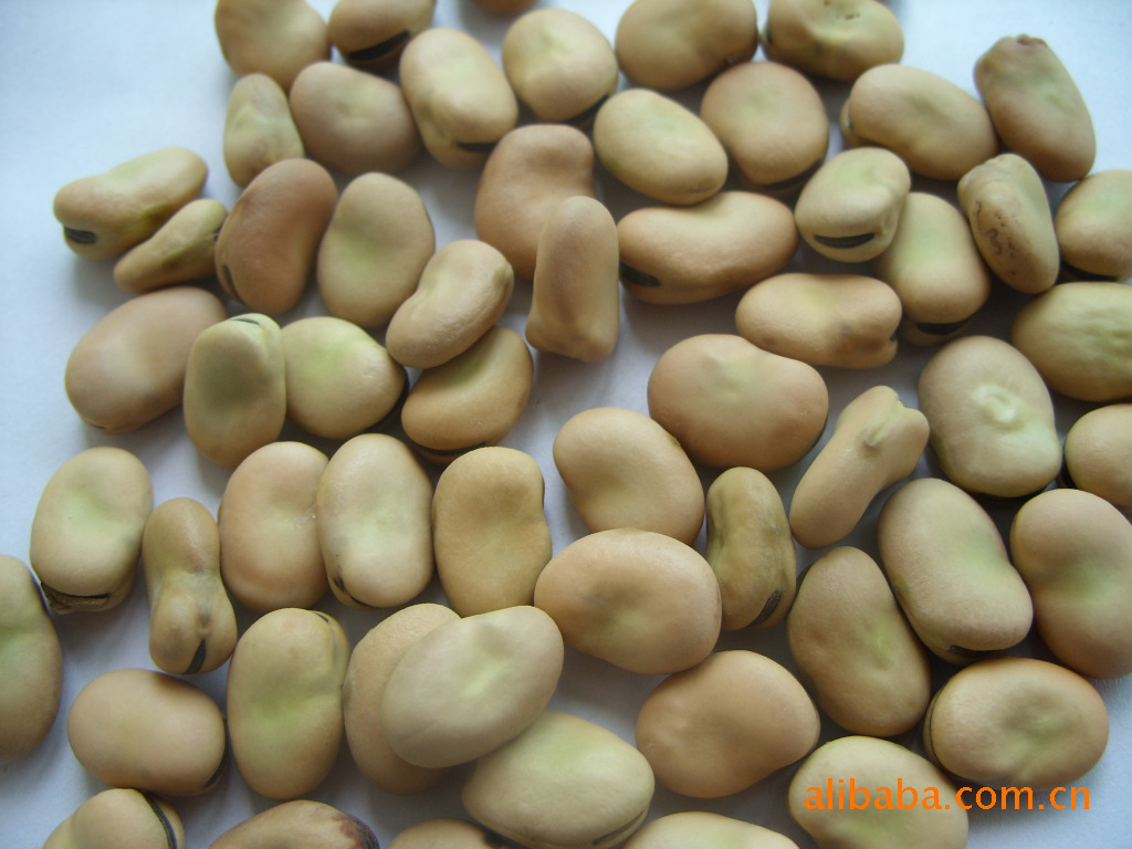 13年蚕豆;甘肃蚕豆;各种规格和粒度