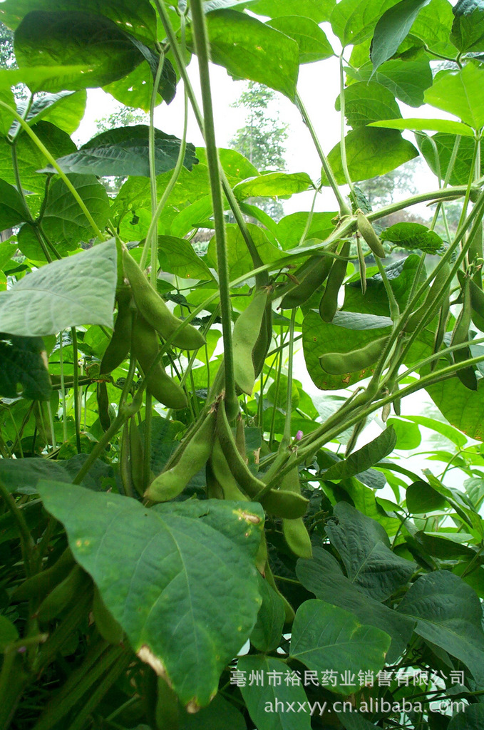 【淡豆豉(黄豆,白豆)/ 中药材,中药饮片】价格,厂