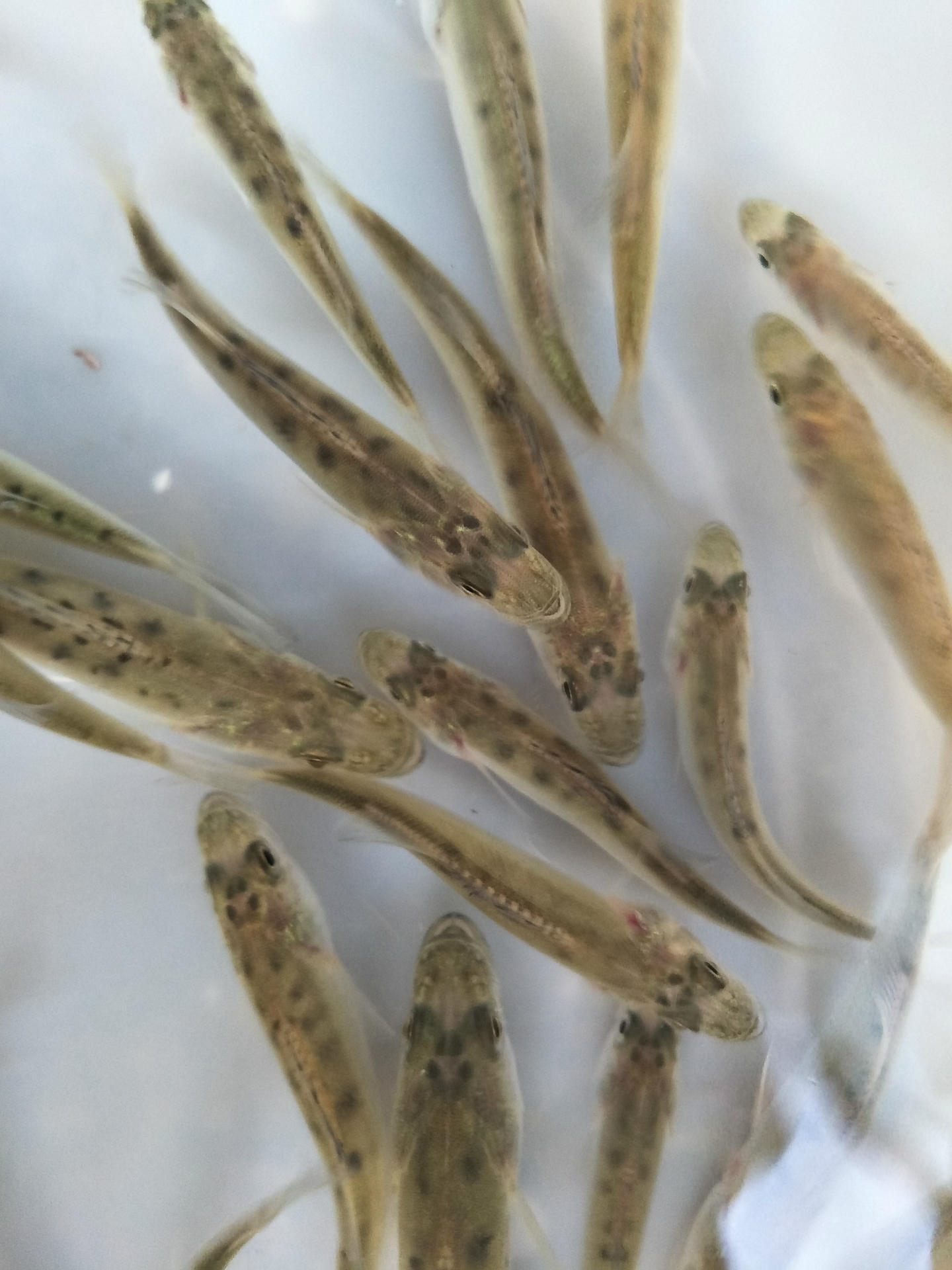 产品服务 供应优质放流用苗                分布于黄渤海海区的梭鱼