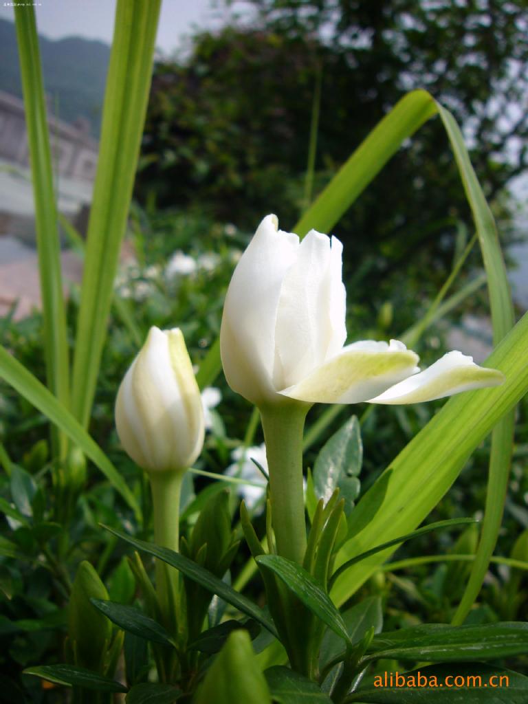 供应芳香四溢的海栀子花 乔木