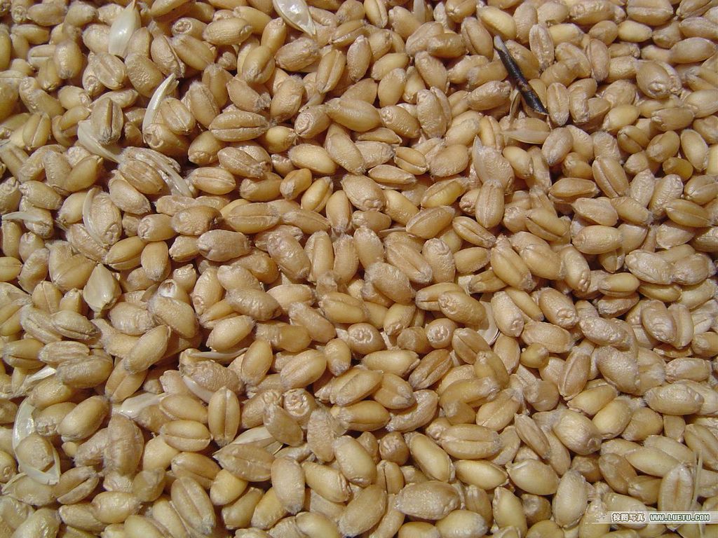 大量供应驻马店白小麦各种等级以质论价_麦类_列表网