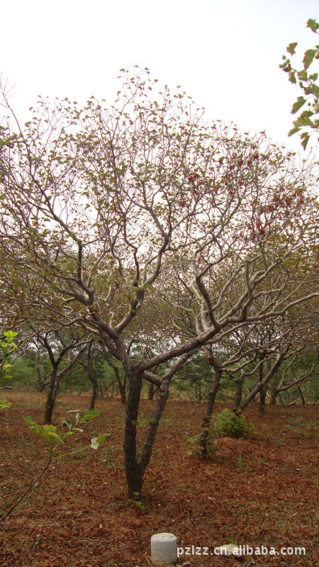 造型山楂树,山楂树图片_6