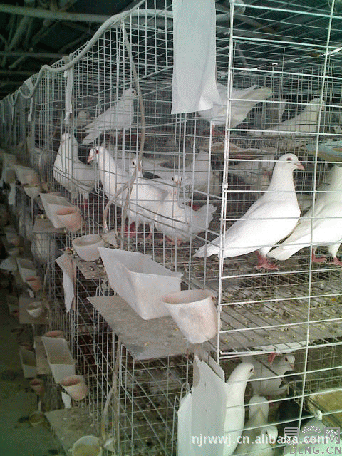 供应信息 其他畜牧养殖机械 肉鸽笼具有防腐耐用经济适用,美观大方
