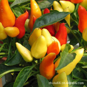 果辣椒种子