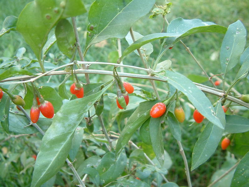 苗/枸杞盆景/规格齐全  &nbsp; 简介  是茄科枸杞属的多分枝灌木植物