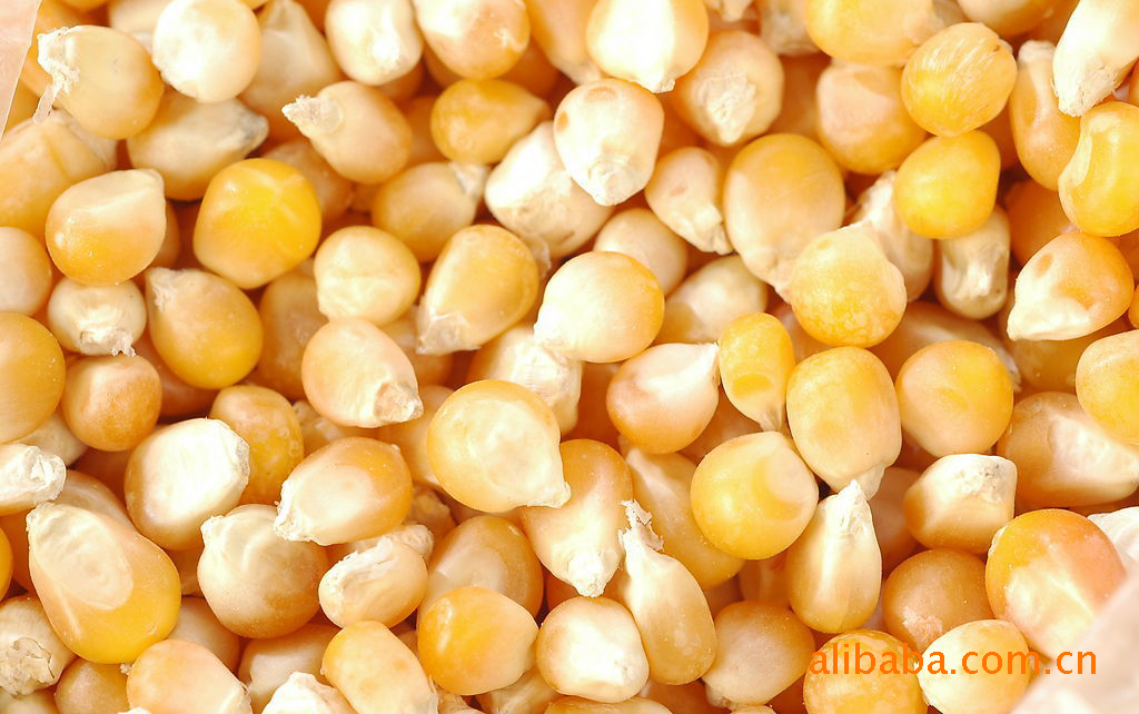 诚信仔猪繁育基地大量供应2010年新玉米 欢迎来电