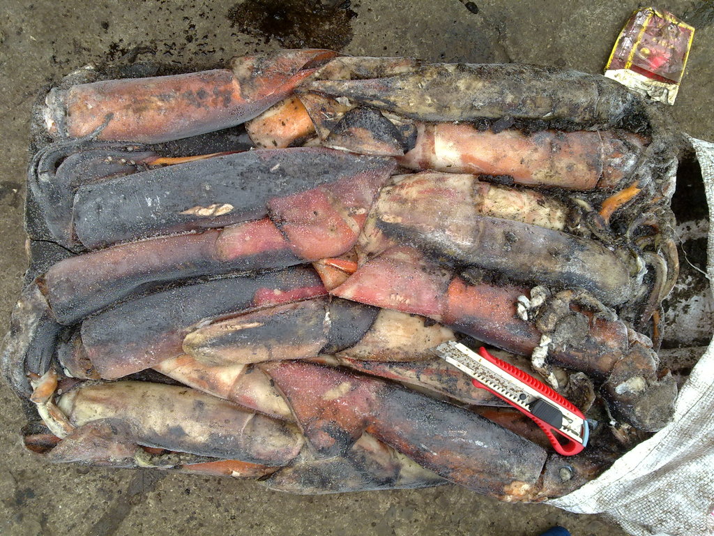 2012年新货自捕500-1000克北太鱿鱼