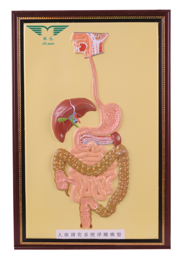 浮雕式教学模型脊髓和脊神经根浮雕模型教学仪器厂家直销批发