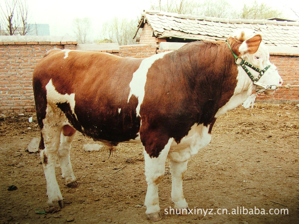 【西門塔爾肉牛】西門塔爾牛牛犢價格 西門塔爾牛養殖知識