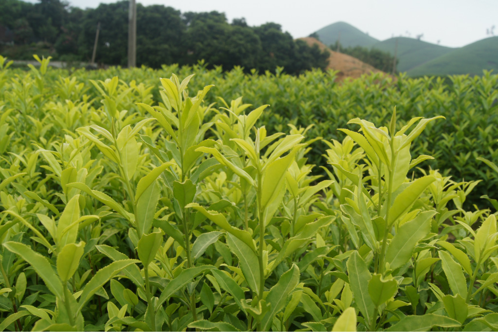 霍山黄芽茶树图片