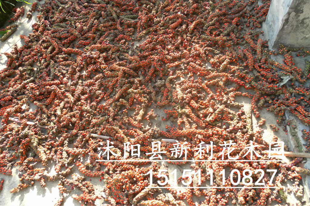 种苗,种子,种球-出售绿化苗木种子 七叶树种子,梭椤树-沭阳县新河镇周