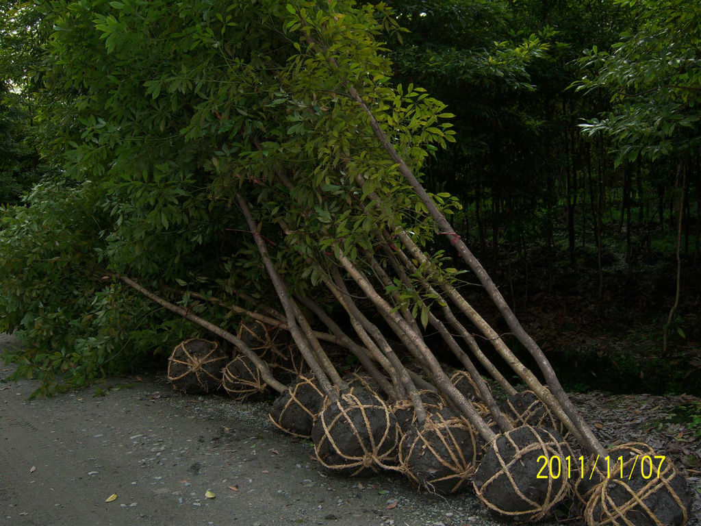 金絲楠木樹 細葉楨楠 各種大小規格的楠木樹