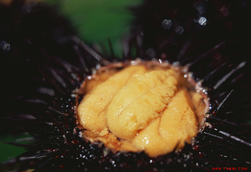 长期批发零售大连紫海胆/黑海胆 专供餐饮