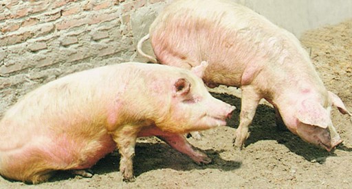 猪得了猪五号病(口蹄疫)怎么办?