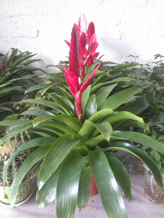 (缺货)供应室内小盆栽观赏凤梨红莺歌(110#)