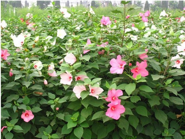 批发大花秋葵种子,大花秋葵,观赏草花籽,又名美芙蓉,草芙蓉
