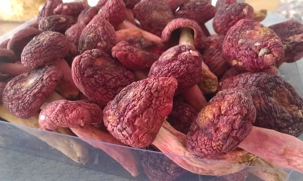 批发供应 产地直销 野生红菇 福建特产 滋阴补血圣品