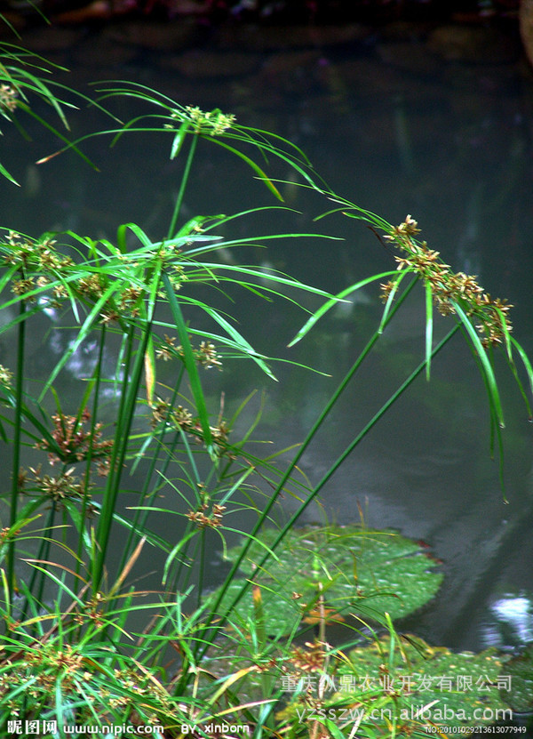 庭院景觀水生植物 傘草 風車草 水竹圖片_9