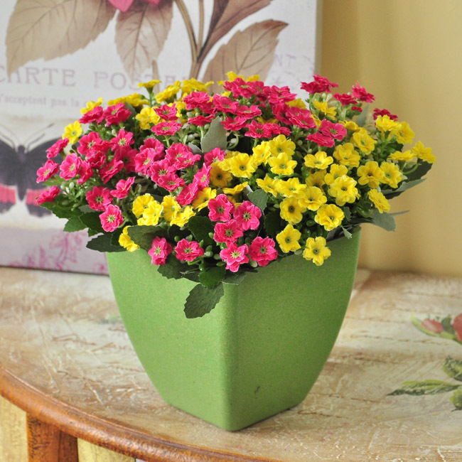 聚酯塑料高硬度方形花盆真花花器仿真花花筒花桶现代花瓶图片,聚酯