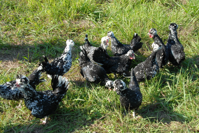 福建双吉山农庄采用仿生态模式养殖贵妃鸡,每只