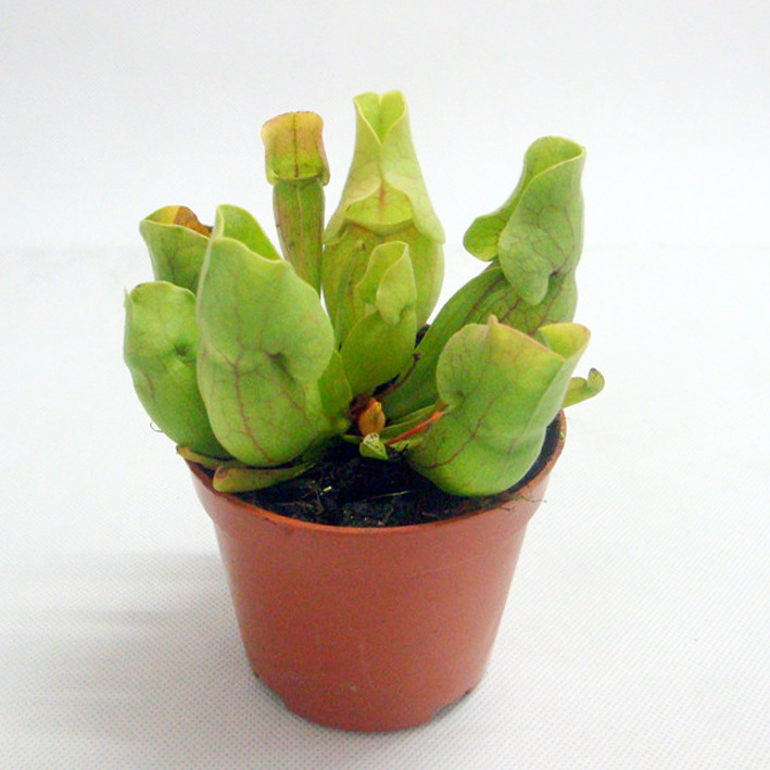 迷你小盆栽粉可爱捕虫特色植物绿海螺瓶子草