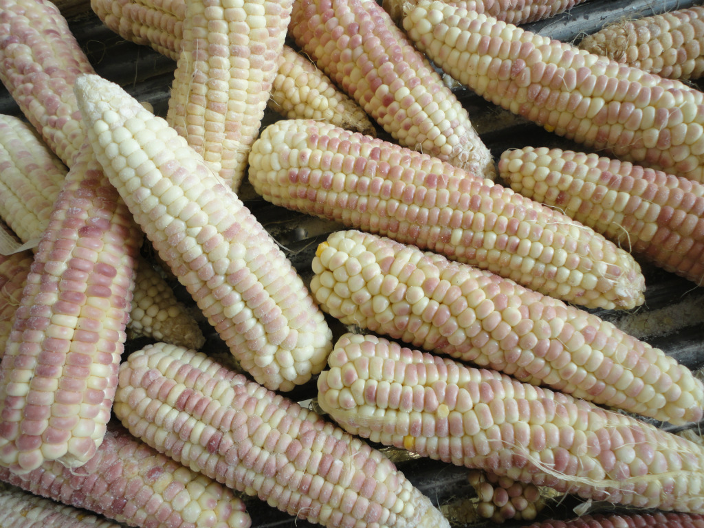 紫糯一号 紫玉米 玉米棒 农产品