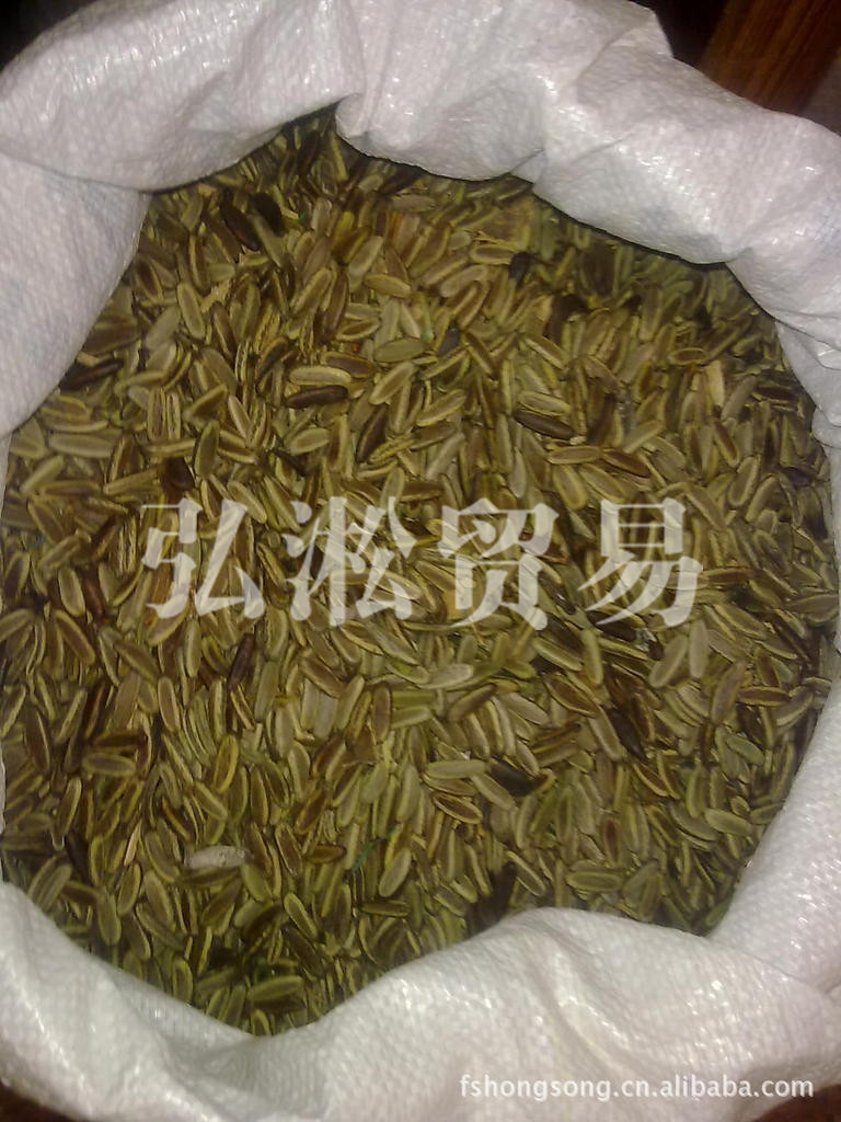 黄花凤凰木种子