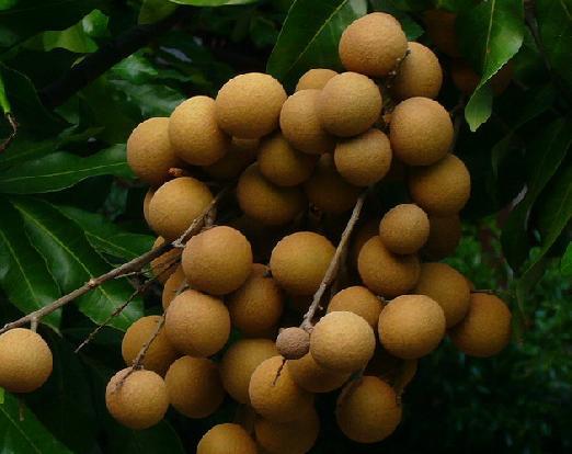 福建泉州立冬本龙眼10月底鲜果6-7吨批售