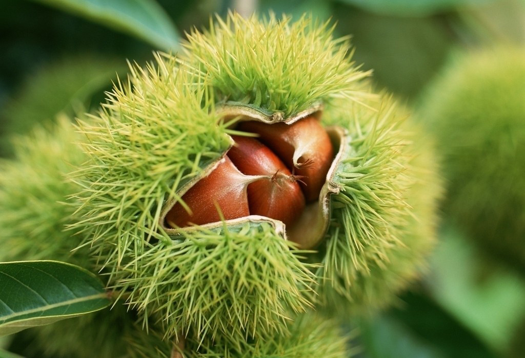 长期沂山干果类礼盒,批发商,零售商,单位发福利送礼等