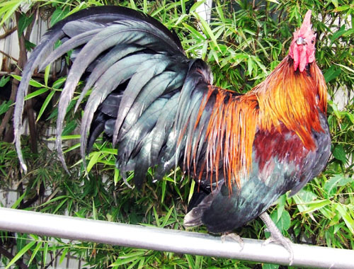 长尾鸡-世界名鸡之首