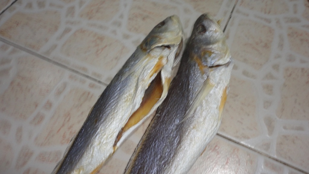 广东咸淡水鱼种类大全图片