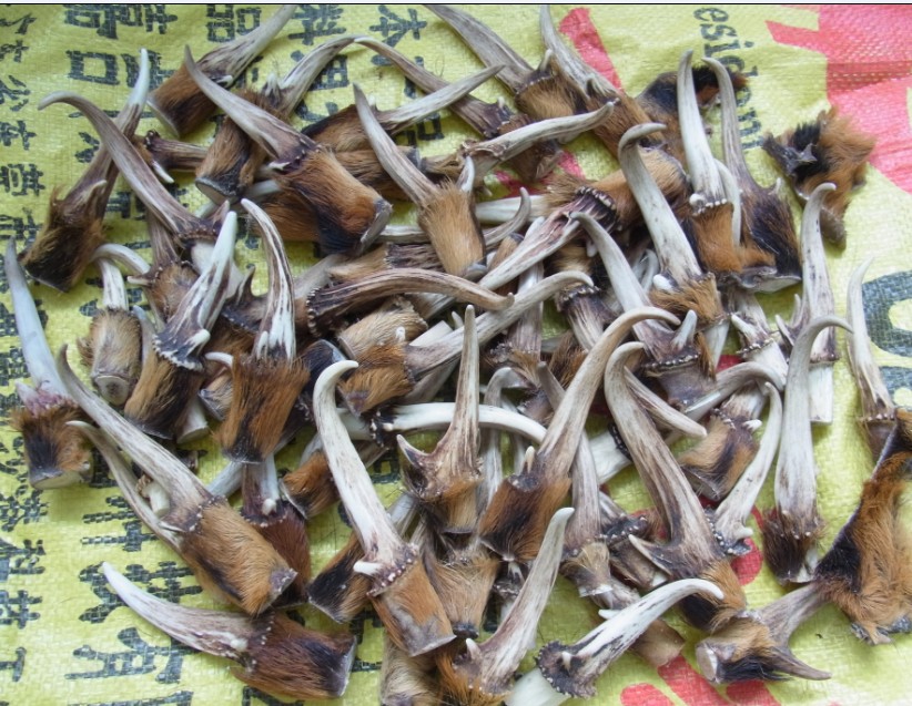 麂子角天然原生态角类饰品吊坠原料