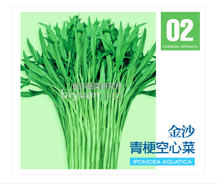 柳叶青梗空心菜种子 竹叶菜种子 青骨通菜种子 应菜种子 支持混批