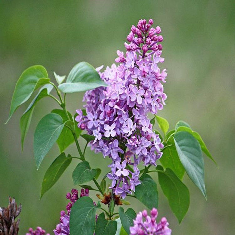 供应紫丁香 紫丁香种子 紫丁香种子价格 播种技术 发芽率高