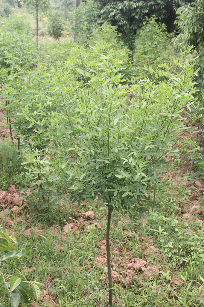 重庆苗圃供应黄花槐 黄花槐小苗 自产自销图片_7