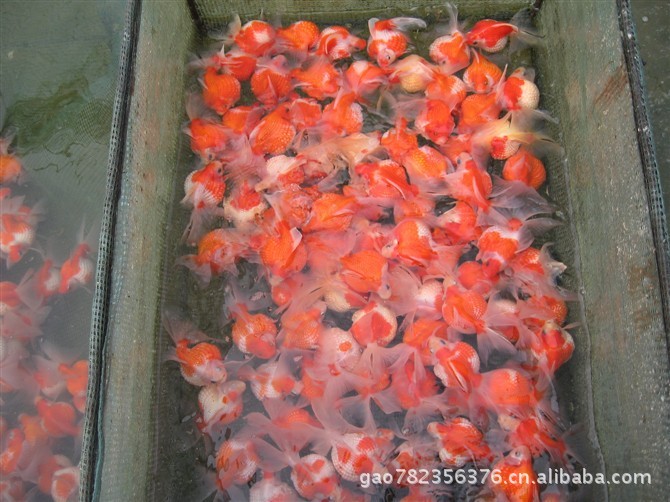 中国金鱼批发-金鱼图片-金鱼批发价格-河南金鱼批发