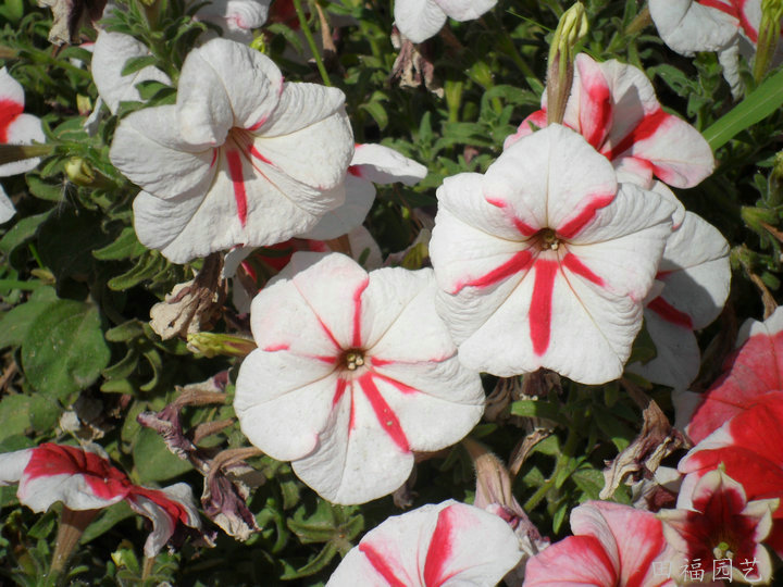 园艺花卉种子 矮牵牛种子 各种花色 景观绿化种子 混批满200包邮