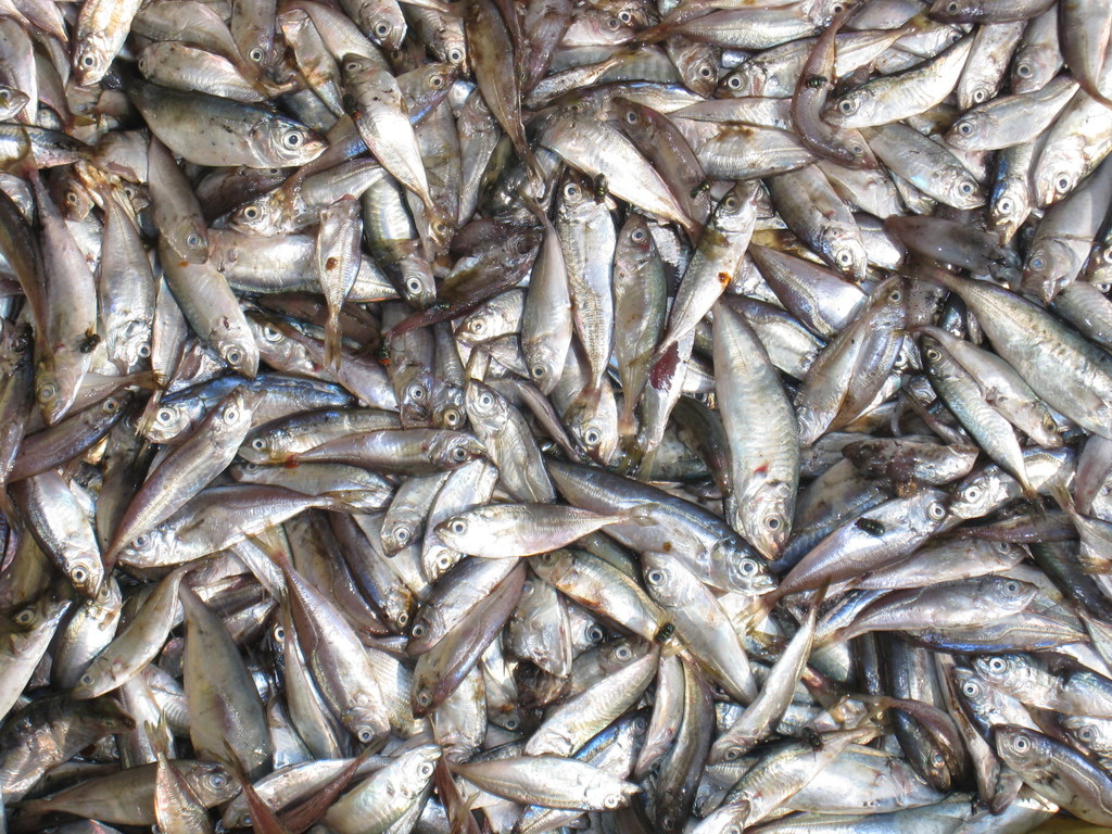 供应厂家直销冻品池鱼仔饲料鱼