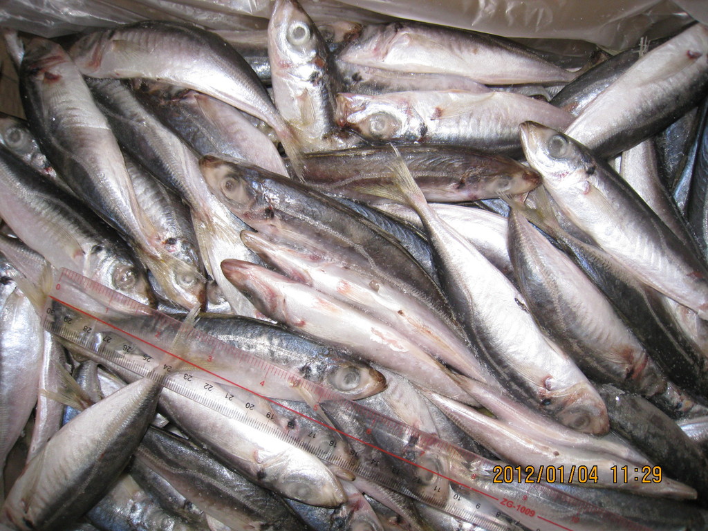 供应厂家直销小眼睛巴浪鱼池鱼