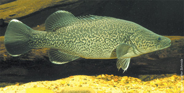 供应 墨瑞鳕 (龙纹斑,虫纹石斑)murray cod图片_2