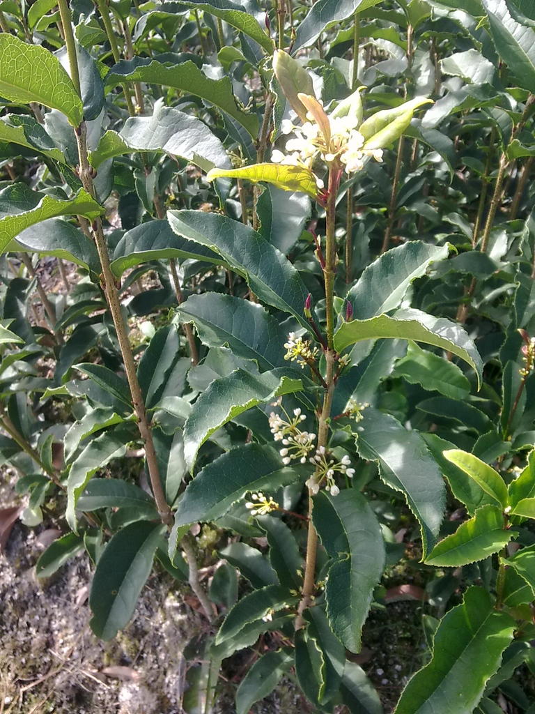 佛顶珠桂花小苗