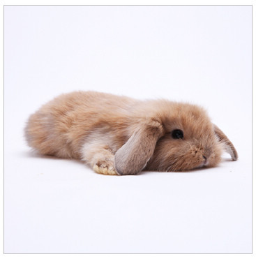 活体宠物兔兔子 绒绒黄毛 迷你垂耳兔兔宝