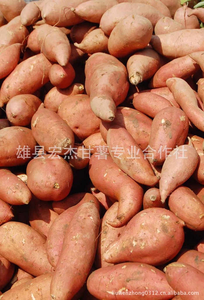 常年销售批红薯统货 红瓤遗字138红薯