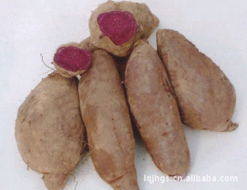 专业出售香甜可口京薯六号