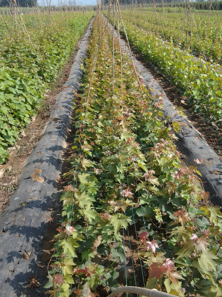 供应昌黎夏至红葡萄苗 苗木批发 葡萄苗供应 葡萄苗 苗木