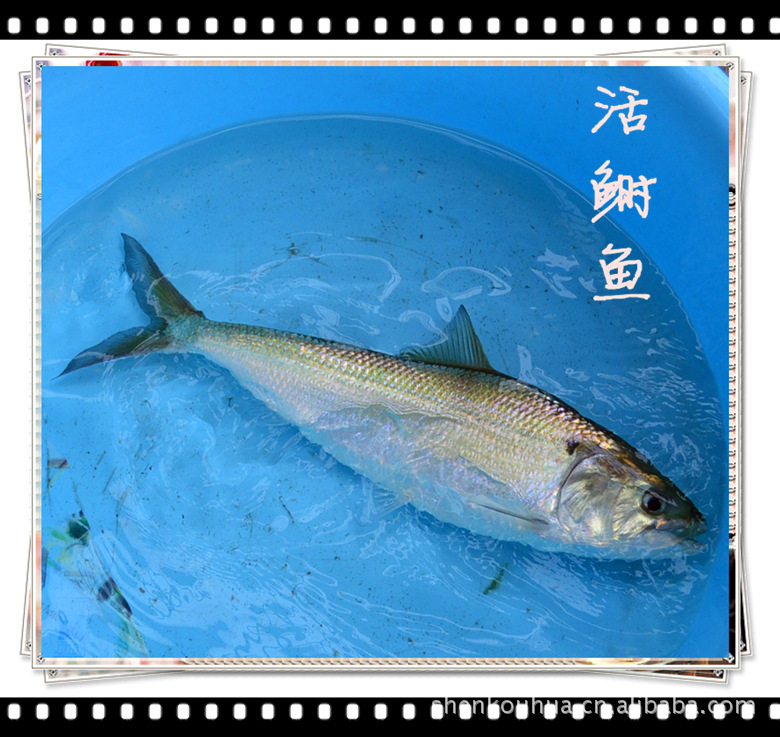 鲥鱼中国图片